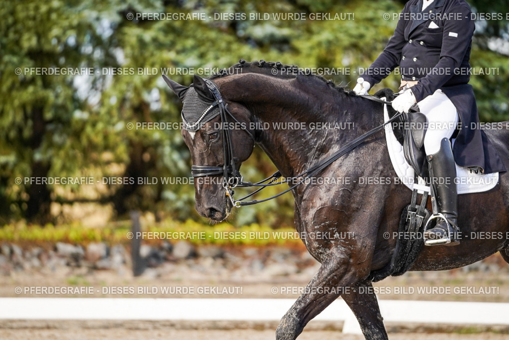 DSC00474 | Pferdegrafie