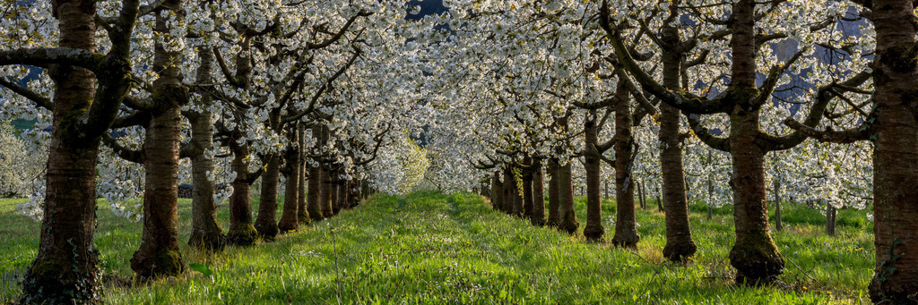 bollenbach-34 | <div id="allefotografen-seal-verified-green"></div><script src="https://www.allefotografen.de/956728/seal-verified-green/seal.js" async="async"></script> - Realisiert mit Pictrs.com