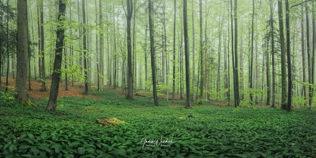 Nebelstimmung im Bärlauchwald | Andre Wandrei - Nature Artworx - Realisiert mit Pictrs.com