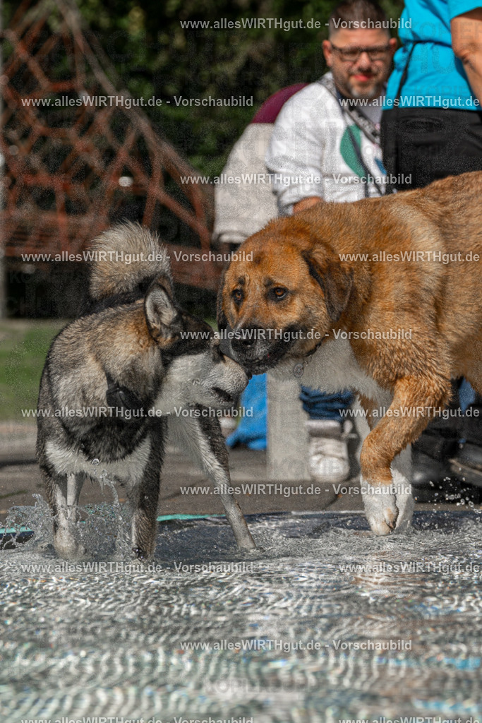 Hundeschwimmen_Volksbad_2026-allesWIRTHgut_Tierfotografie-2609061457-FAY07020 | Professionelle Tierfotografie in Mönchengladbach von Daniel Wirth (allesWIRTHgut). Liebevolle & natürliche Bilder von Hunden & Katzen für unvergessliche Erinnerungen.