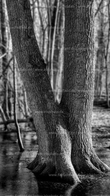 Zwei Baumfüße im Wasser | Gesehen im Mönchbruch | Naturfoto / Waldfoto schwarz weiß