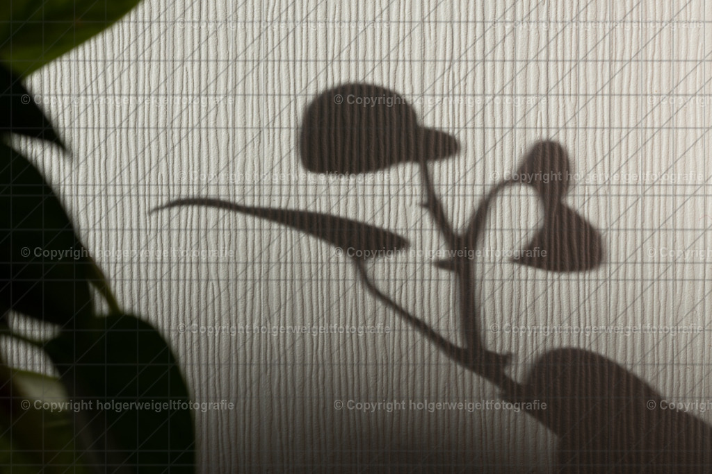 Shadow II | Kaufen sie online außergewöhnliche Fotografien auf Leinwand Acrylglas Fotoprint Aludibond von holgerweigeltfotografie - Realisiert mit Pictrs.com
