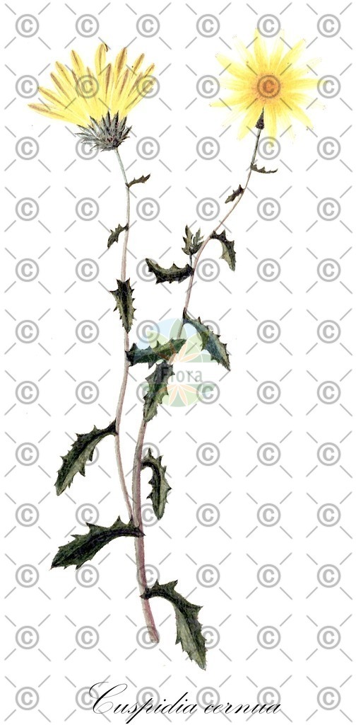 HistAbb_EMP_137734_1_FloraD_Simple | Historische Abbildung von Cuspidia cernua - Asteraceae | Historical Illustration of Cuspidia cernua - Asteraceae
