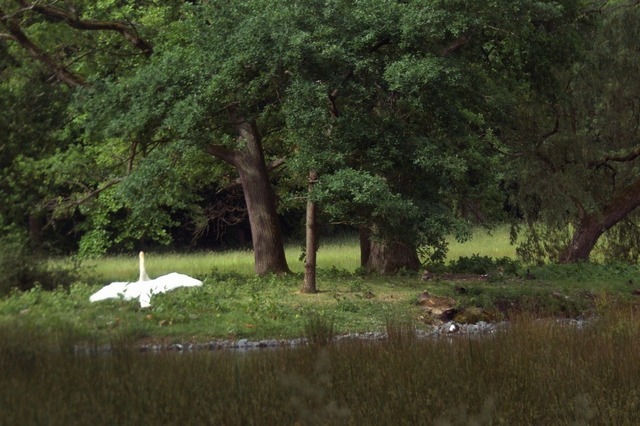 Schwan in Flugphase | Verkauf von Fotos und  Videoclips zumThema Natur.Motive sind Pflanzen, Tiere, Landschaftenund Wetter