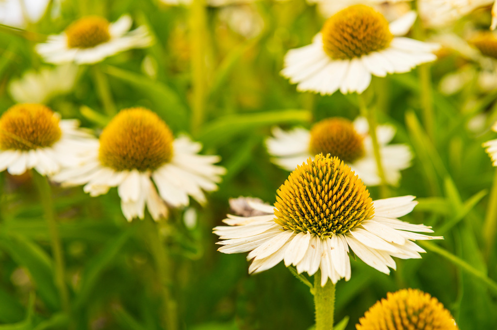 2023_08_13_HH-BOTANISCHER-GARTEN_MCP1270 | Hochwertig gedruckte Fotografien für die Wand, als Kalender und zum Verschenken. Hamburg & Norddeutschland und überall wo ich mit der Kamera unterwegs war.