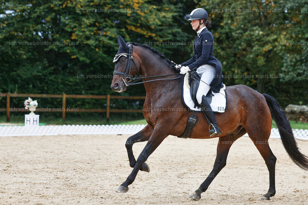 8_2-088-DRESSUR S_  -StoibPH-4442 | working equitationturnier fotograf videograf stoibphotography marixx film working equitation deutschland reitsport turnierfotografie eventfotografie equestrian events