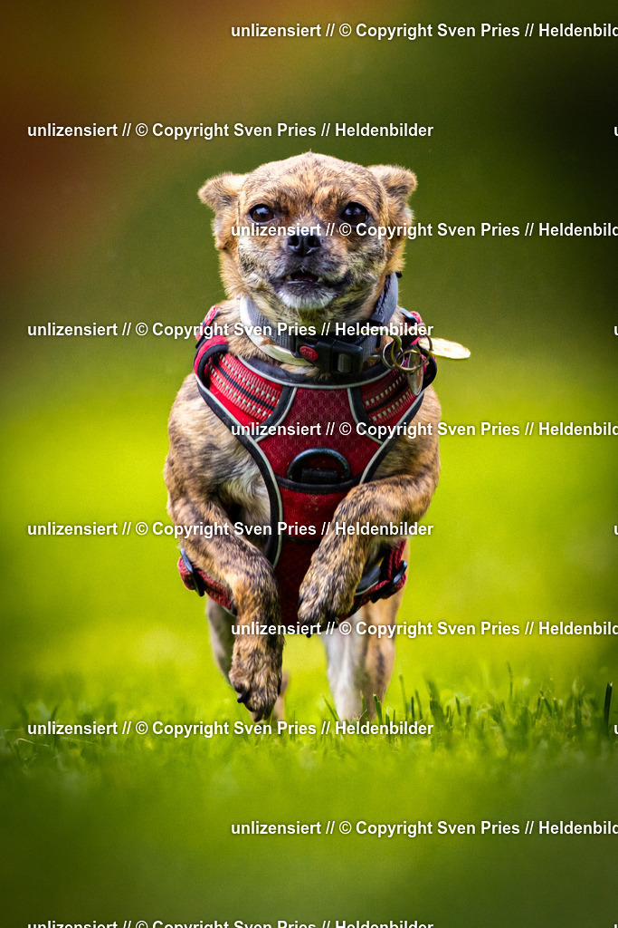 Sven Pries | 2025-09-21 - Hunderennen Baden-Oos - Realisiert mit Pictrs.com