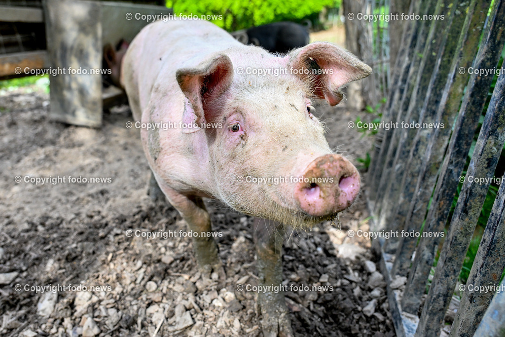 Thening_ Obstbauer Hirschvogel_ 07.05.2024-36 | 07.05.2024, Thening, AUT, Obstbauer Hirschvogel, im Bild Schweine, Freilandhaltung am Hof Hirschvogel