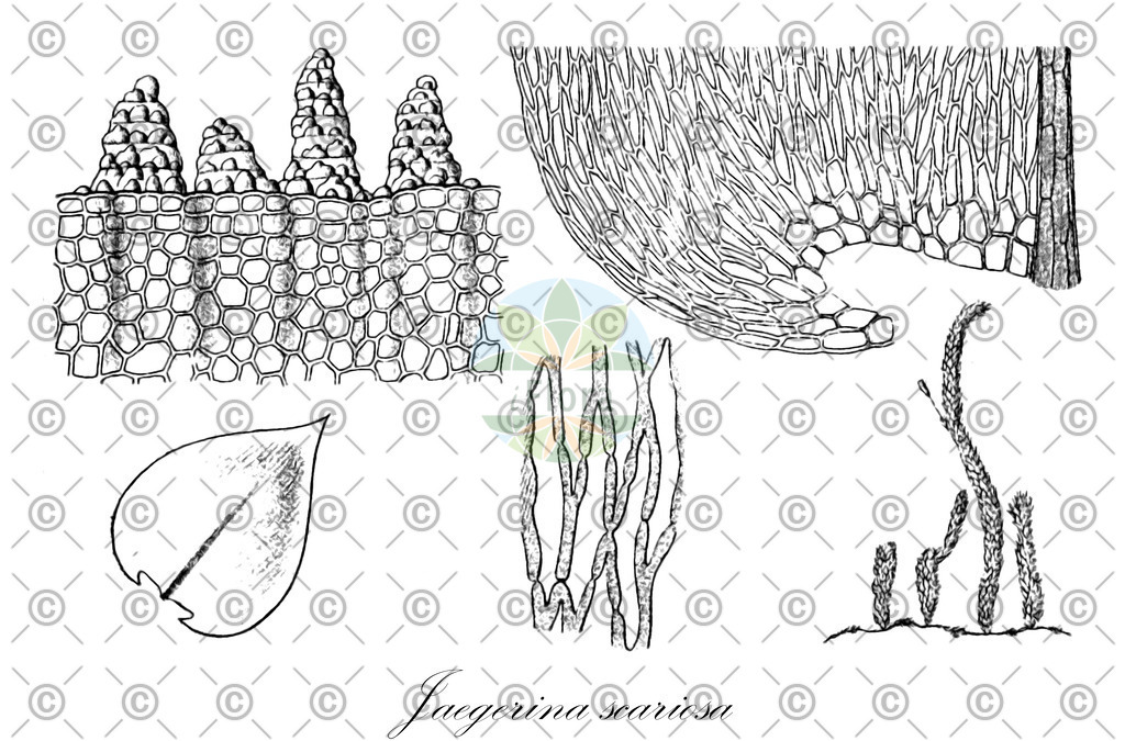 HistAbb_wfo-0000354942_1_ENZY_Simple | Historische Abbildung von Jaegerina scariosa - Pterobryaceae | Historical Illustration of Jaegerina scariosa - Pterobryaceae