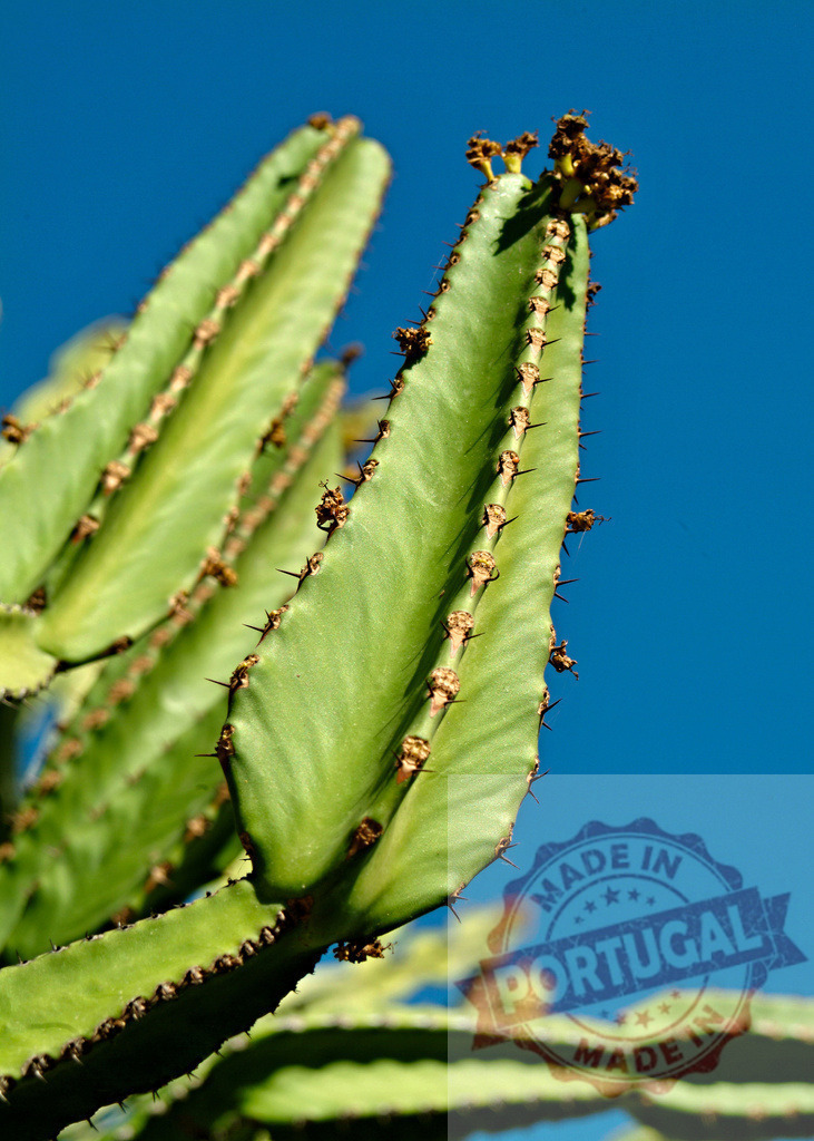 Green thorny succulent cactus plant growing under blue sky | Succulent cactus plant with thorns against a vibrant clear blue sky - Realized with Pictrs.com