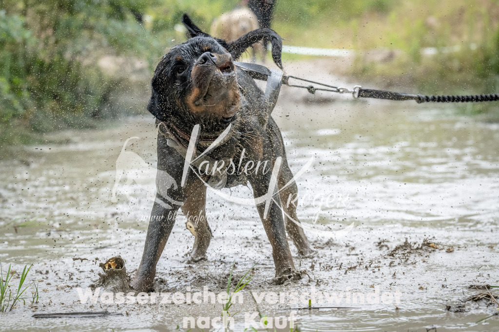 1029_ZZ94578 | kk-dogfotos