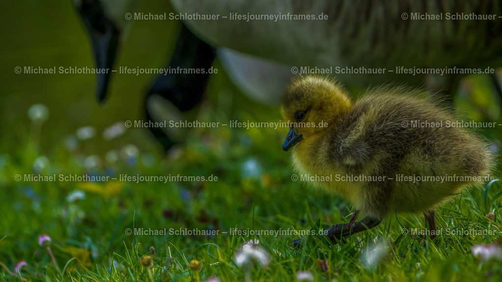Gänsekücken-2 | Wildlife- und Landschaftsfotografie als Wandbild, Poster & mehr. Einzigartige Naturmomente aus Neuseeland, Norwegen & weltweit – fotografiert von Michael Schlothauer. - Realisiert mit Pictrs.com