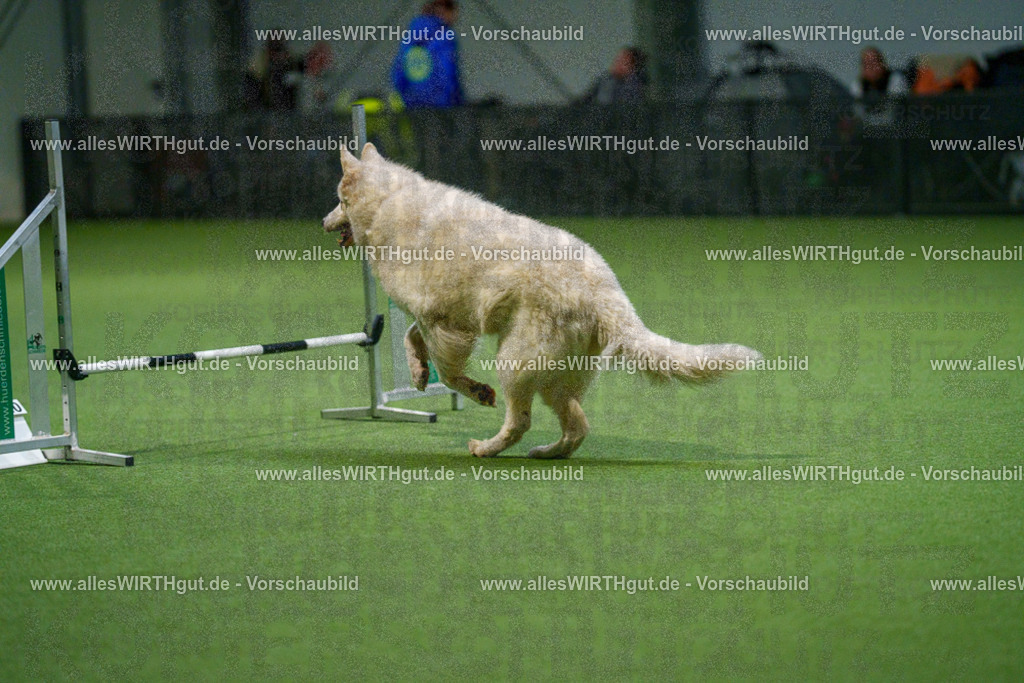 7R500190 | Professionelle Tierfotografie in Mönchengladbach von Daniel Wirth (allesWIRTHgut). Liebevolle & natürliche Bilder von Hunden & Katzen für unvergessliche Erinnerungen.