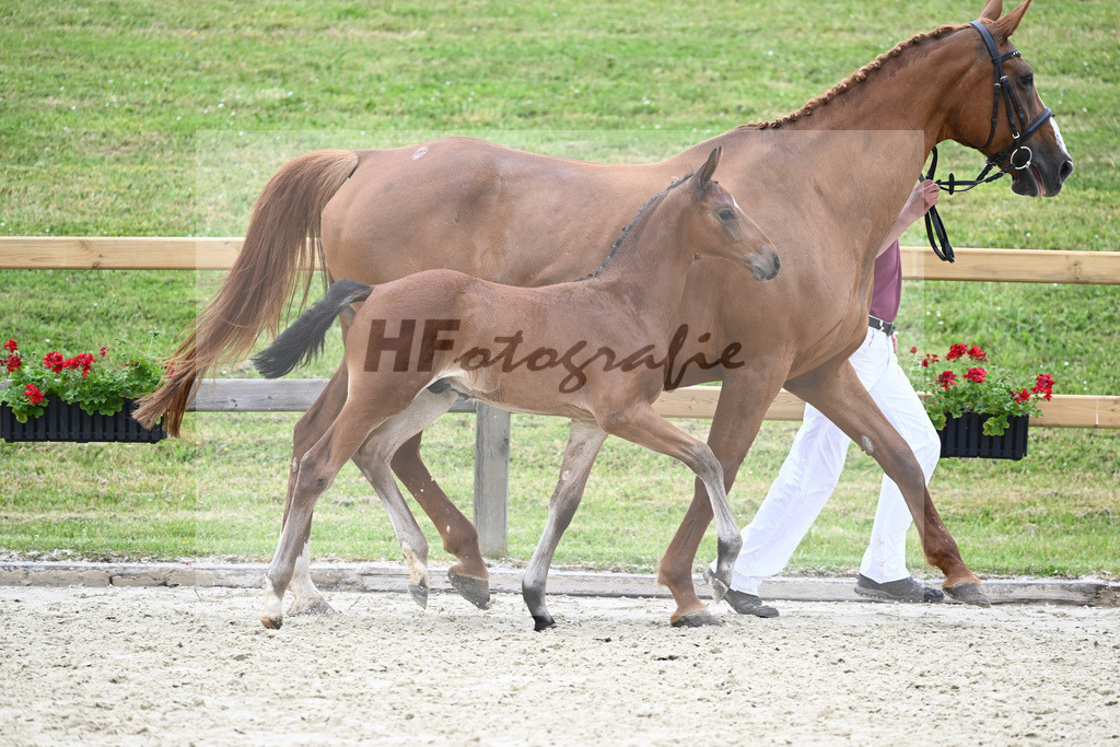 Kat-Nr. 23 HF Emperor_Feigl_17230603 | hf-fotografie - Realizzato con Pictrs.com