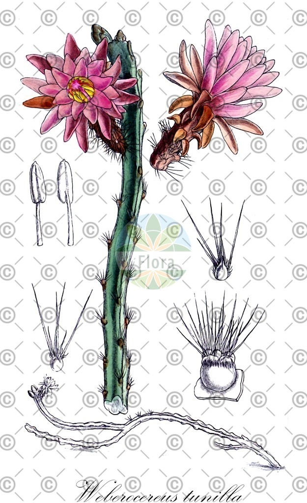 HistAbb_wfo-0001290834_1_ENZY_Simple | Historische Abbildung von Weberocereus tunilla - Cactaceae | Historical Illustration of Weberocereus tunilla - Cactaceae