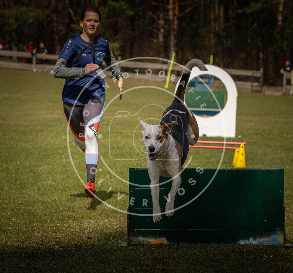 Pfotenfotografie_DV3A5446 | Hundefotografie, Tierfotograf, Pfotenfotografie, Fotoshooting Hund, Hunde Portrait, Hundesport, Hundeportraits, Heideshooting, Hunde, Sportfotograf, Hundefotograf, Turnierhundsport, THS,  - Realisiert mit Pictrs.com