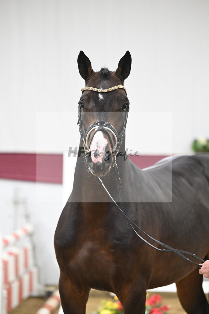 Kat-Nr. 100 Million Dollar x Diarado_ZG Schuster u. Schmid-Zemann_47253237 | hf-fotografie - Realisiert mit Pictrs.com