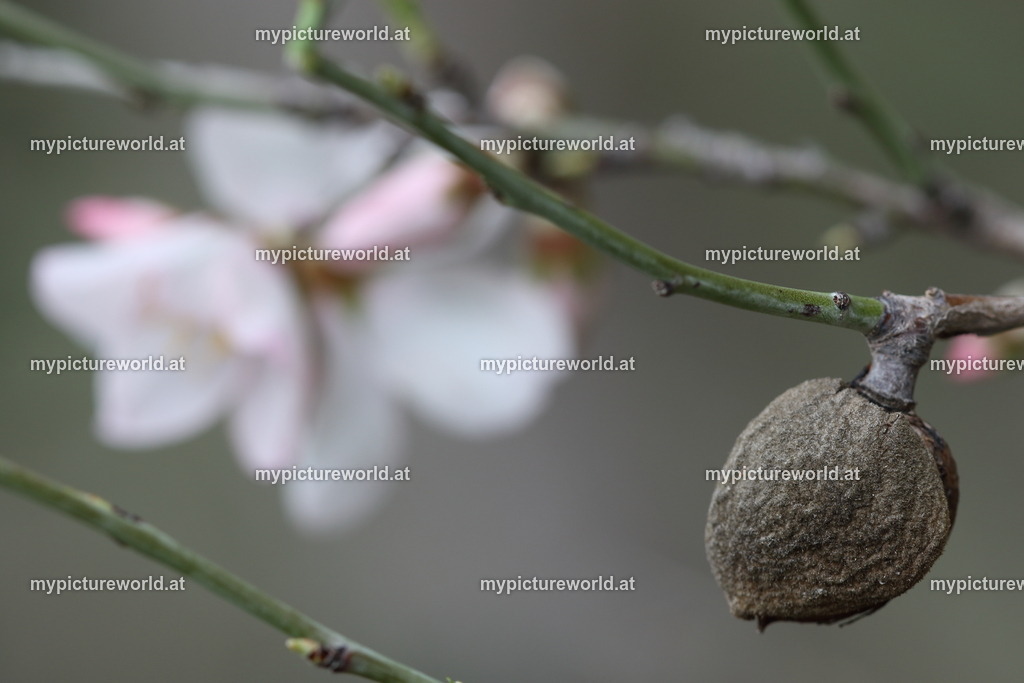 Mandelbaum-004 | Das Bilderarchiv über Tiere, Planzen und Landschaften. In der Bilddatenbank finden Sie ein große Auswahl an hochwertigen Bilder für Ihre Werbung - Realisiert mit Pictrs.com