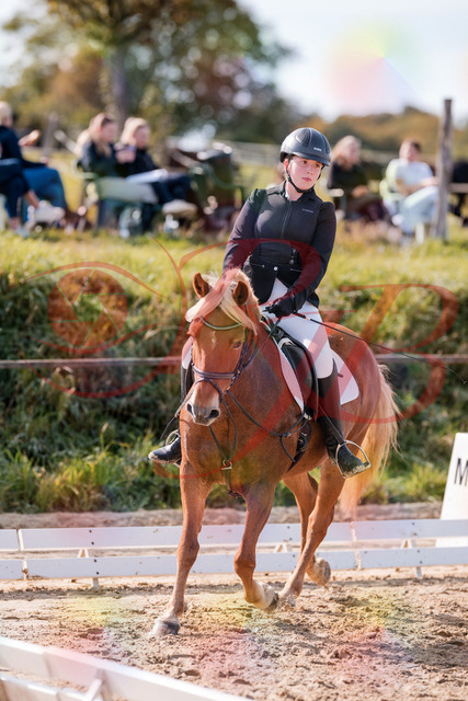 2026_10_03_Siefer-Hof_122314_Z81_23294470 | Professionelle Reitsport-, Turnier- und Eventfotografie von Robert Broda. Galerien mit ausgewählten und bearbeiteten Bildern direkt online ansehen und bestellen.