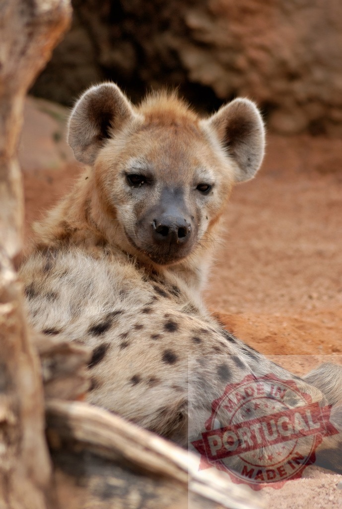Spotted hyena resting headshot looking at camera | Spotted hyena resting on red dirt, looking directly at camera - Realized with Pictrs.com