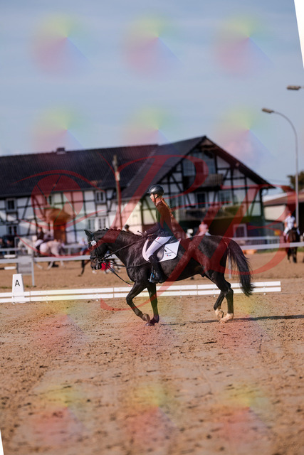 2026_10_03_Siefer-Hof_115442_Z81_94381580 | Professionelle Reitsport-, Turnier- und Eventfotografie von Robert Broda. Galerien mit ausgewählten und bearbeiteten Bildern direkt online ansehen und bestellen.