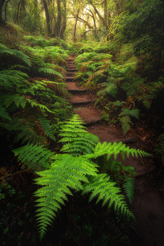 Trail Garajonay | Wandbilder - Florian Läufer - Realisiert mit Pictrs.com