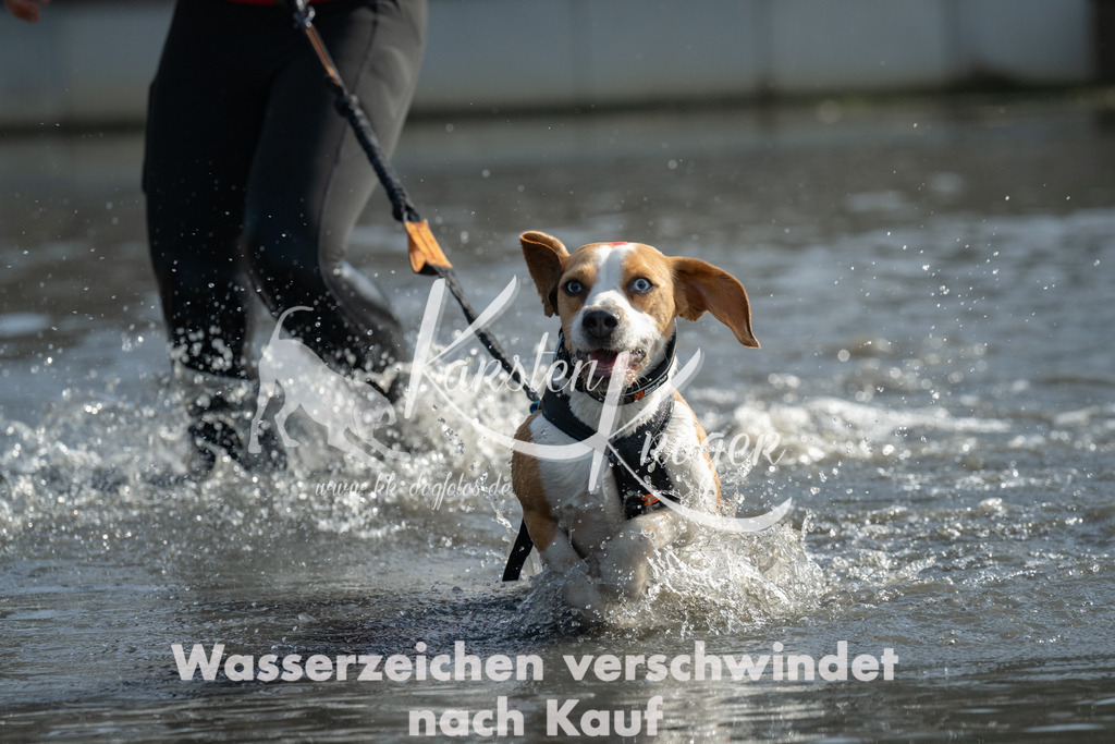 1210_ZZ98384 | kk-dogfotos