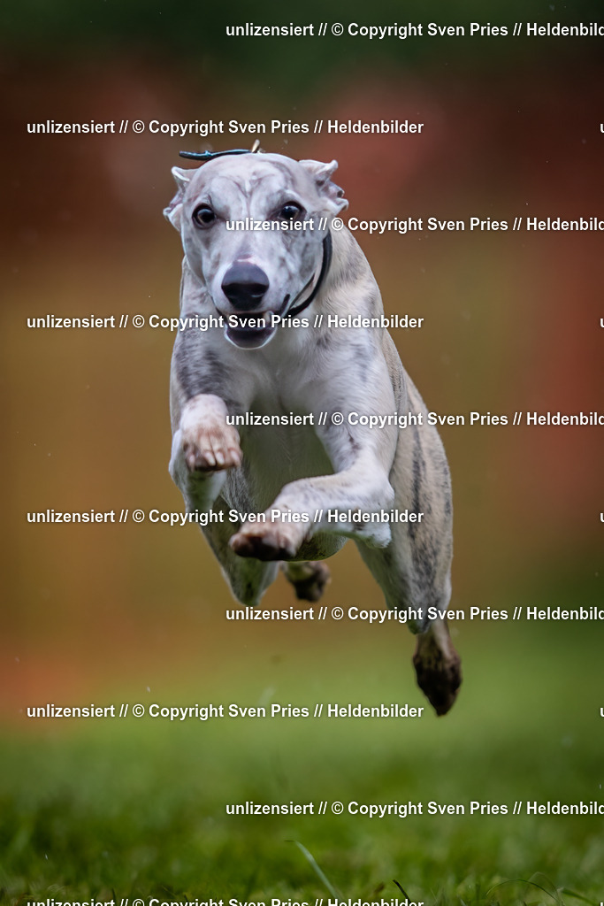 Sven Pries | 2024-04-21 - Hunderennen Baden-Oos
Foto: Sven Pries - Realisiert mit Pictrs.com