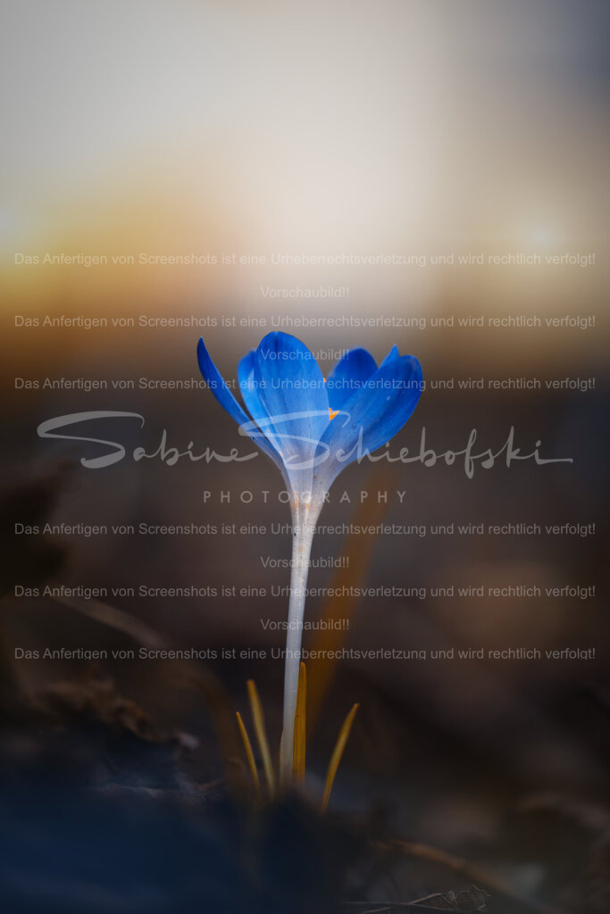 Blauer Krokus im warmen Abendlicht – ein stiller Moment des Neubeginns | Ein einzelner blauer Krokus erhebt sich im sanften Licht des späten Tages. Die intensiven Blautöne der Blüte kontrastieren harmonisch mit dem warmen, weich verlaufenden Hintergrund und verleihen dem Motiv eine ruhige, fast meditative Ausstrahlung.Das Spiel aus Licht, Farbe und Schärfe macht dieses Fine-Art-Naturmotiv zu einem stilvollen Blickfang – ideal für moderne Wohnräume, Praxisbereiche oder Büros, in denen eine klare, entspannte Atmosphäre gewünscht ist.Ein zeitloses Wandbild, das Leichtigkeit, Neubeginn und stille Eleganz vereint. - Realisiert mit Pictrs.com
