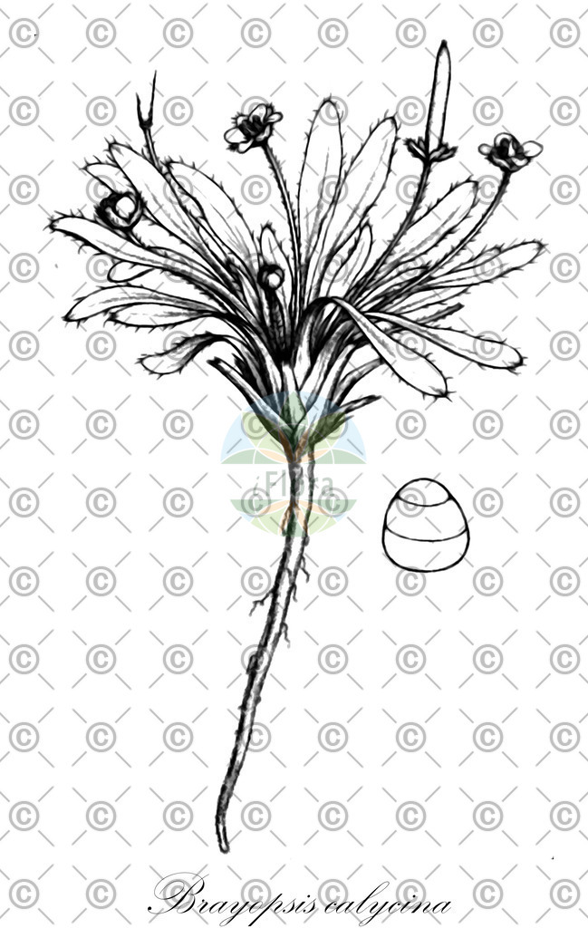 HistAbb_wfo-0000408742_1_ENZY_Simple | Historische Abbildung von Brayopsis calycina - Brassicaceae | Historical Illustration of Brayopsis calycina - Brassicaceae
