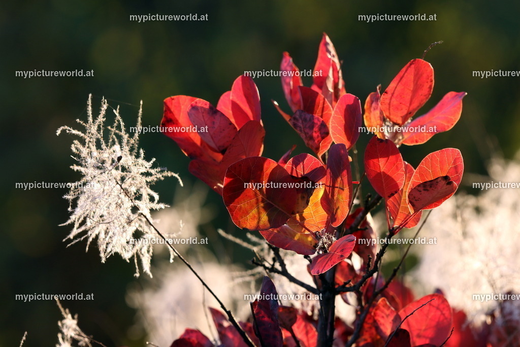 Perückenstrauch-013 | Das Bilderarchiv über Tiere, Planzen und Landschaften. In der Bilddatenbank finden Sie ein große Auswahl an hochwertigen Bilder für Ihre Werbung - Realisiert mit Pictrs.com