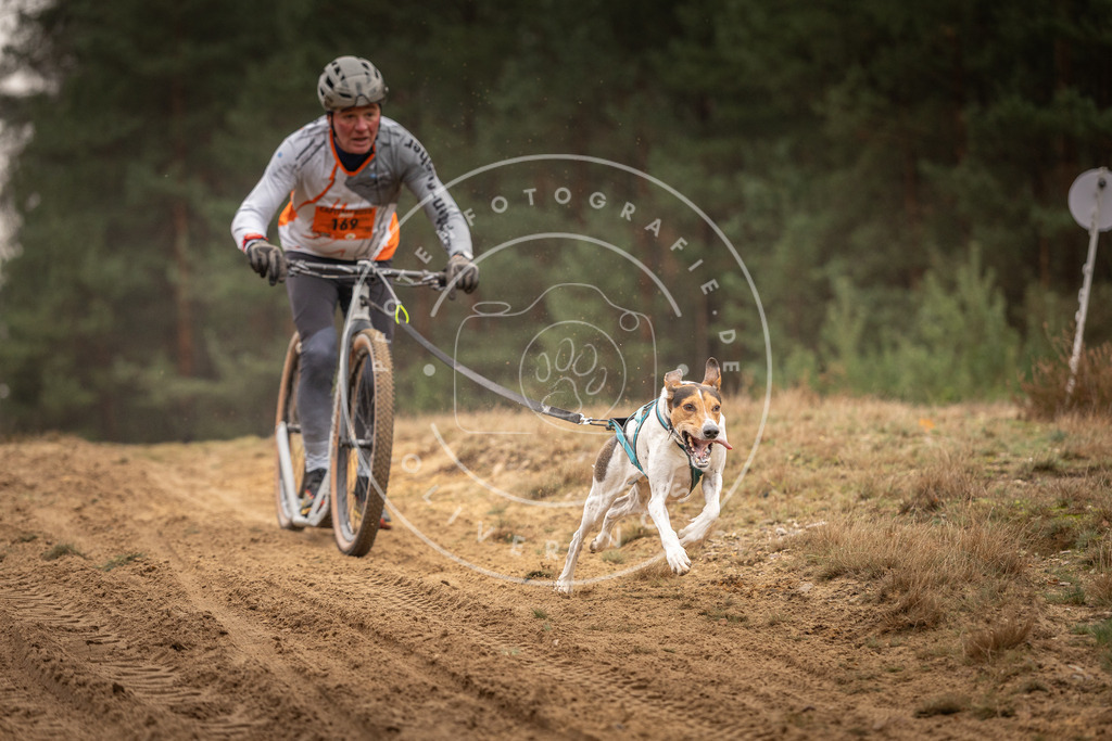Pfotenfotografie_DV3A4495 | Hundefotografie, Tierfotograf, Pfotenfotografie, Fotoshooting Hund, Hunde Portrait, Hundesport, Hundeportraits, Heideshooting, Hunde, Sportfotograf, Hundefotograf, Turnierhundsport, THS,  - Realisiert mit Pictrs.com