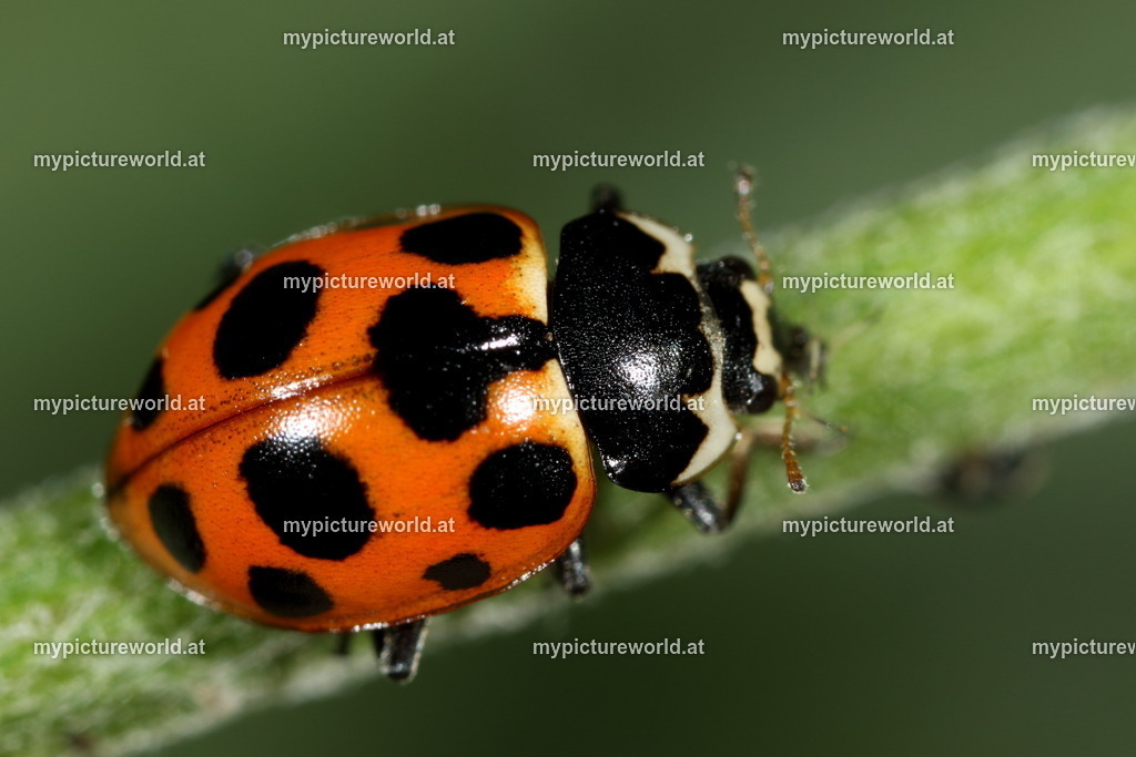 Hippodamia notata-006 | Das Bilderarchiv über Tiere, Planzen und Landschaften. In der Bilddatenbank finden Sie ein große Auswahl an hochwertigen Bilder für Ihre Werbung - Realisiert mit Pictrs.com