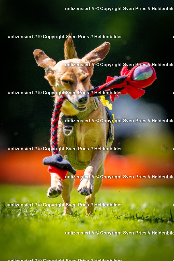 Sven Pries | 2025-08-10 - Hunderennen Durlach - Realisiert mit Pictrs.com