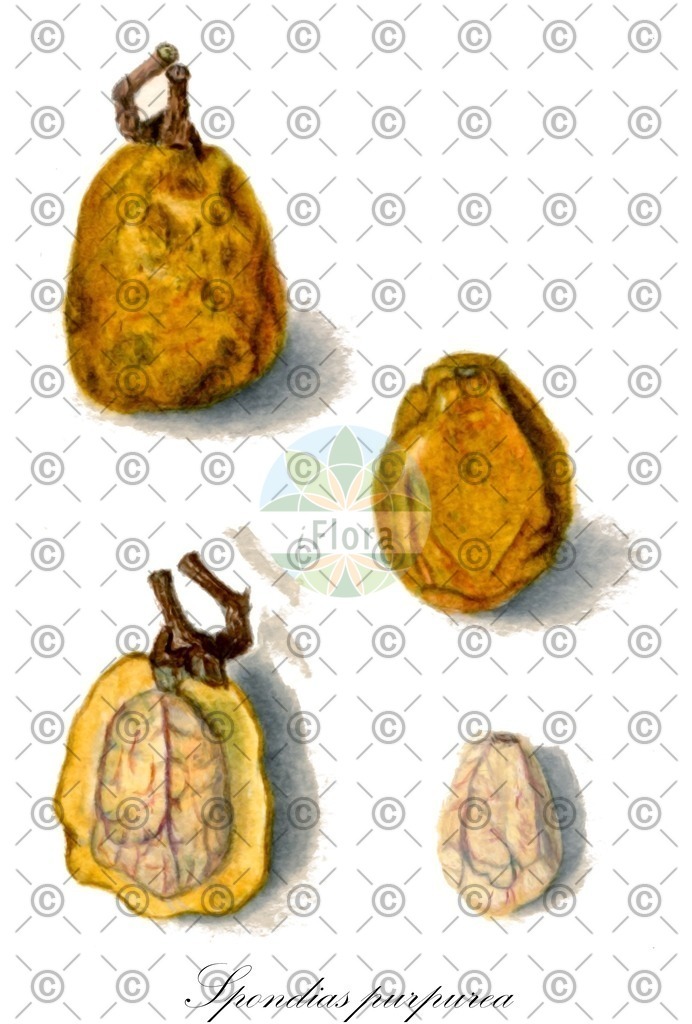 HistAbb_7LHM_1_ENZY_Simple | Historische Abbildung von Spondias purpurea - Anacardiaceae | Historical Illustration of Spondias purpurea - Anacardiaceae