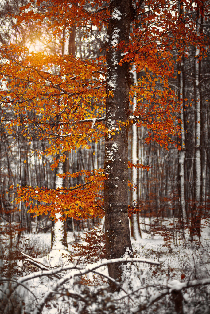 Wandbild "Das letzte Laub" | People- und Tierfotografie, Imageaufnahmen, Veranstaltungsfotografie und Wandbilder aus der Natur ★ Made in Germany ✔️ Druck + Downloads ✔️ Naturfotografie in Top Qualität ★ schneller Versand, weltweite Lieferung! - Realisiert mit Pictrs.com