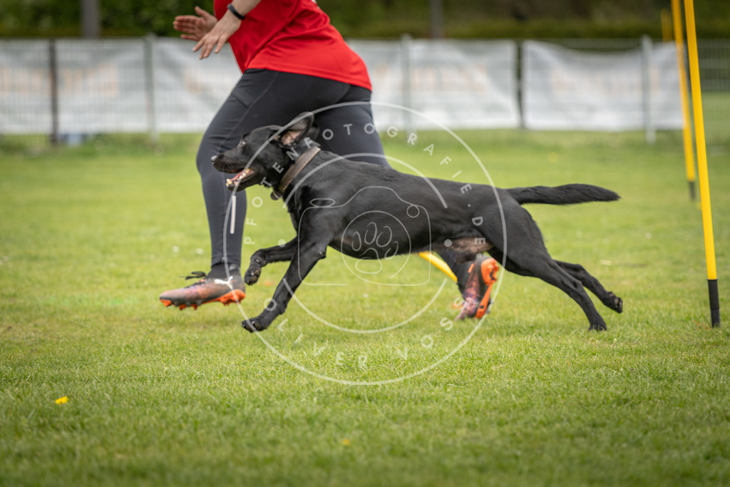 Pfotenfotografie_DV3A0411 | Hundefotografie, Tierfotograf, Pfotenfotografie, Fotoshooting Hund, Hunde Portrait, Hundesport, Hundeportraits, Heideshooting, Hunde, Sportfotograf, Hundefotograf, Turnierhundsport, THS,  - Realisiert mit Pictrs.com