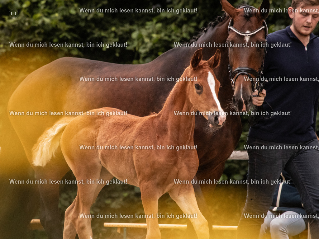 A10I5592 | photographylinaismer - Realisiert mit Pictrs.com