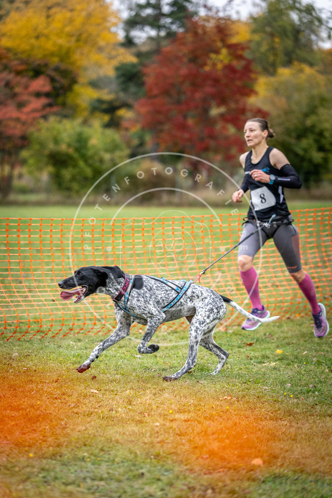 Pfotenfotografie_DV3A1764 | Hundefotografie, Tierfotograf, Pfotenfotografie, Fotoshooting Hund, Hunde Portrait, Hundesport, Hundeportraits, Heideshooting, Hunde, Sportfotograf, Hundefotograf, Turnierhundsport, THS,  - Realisiert mit Pictrs.com