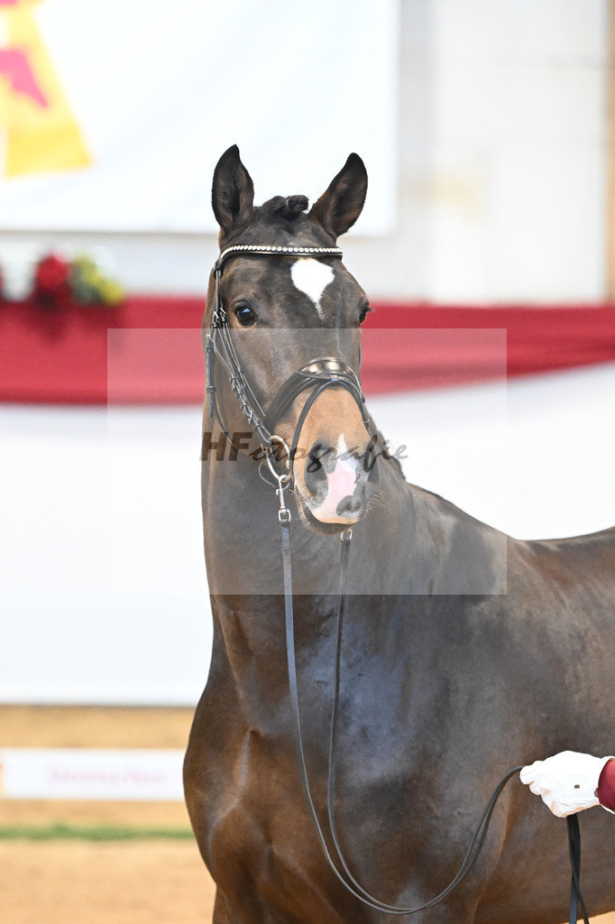 Kat-Nr. 54 Va Bene x Charmeur_Mueller_43231731 | hf-fotografie - Realisiert mit Pictrs.com