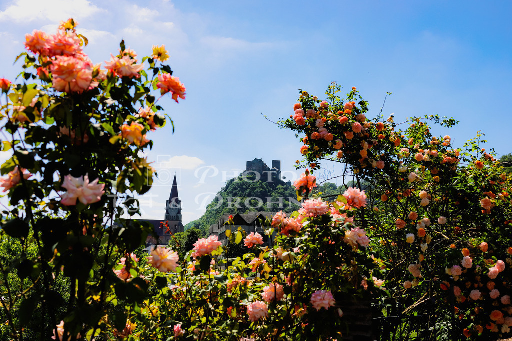 Oberwesel-2 | Der Stadtmauergarten gehört zu den Welterbegärten im Mittelrheintal. Von hier aus hat man einen schönen Blick über die Stadt, auf die Schönburg und die Liebfrauenkirche. - Realisiert mit Pictrs.com