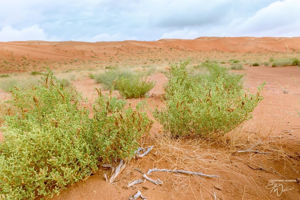 Al Salam Desert Camp, Al Qabil, Bidiyah, Oman | Herzlich willkommen auf meiner Seite! Ich bin Elke Wallnisch, Deine Fotografin für lichtstarke Momente. Der Name steht für alles, was mich mit der Fotografie verbindet: Das Licht und seine machtvolle Wirkung auf eine Situation oder unsere Stimmung - Realisiert mit Pictrs.com