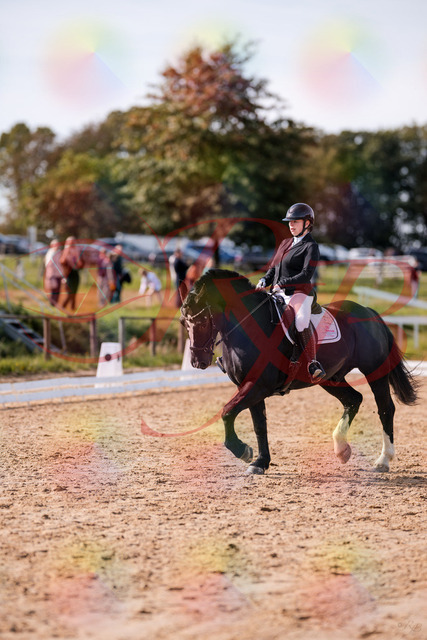 2026_10_03_Siefer-Hof_131710_Z81_65728713 | Professionelle Reitsport-, Turnier- und Eventfotografie von Robert Broda. Galerien mit ausgewählten und bearbeiteten Bildern direkt online ansehen und bestellen.