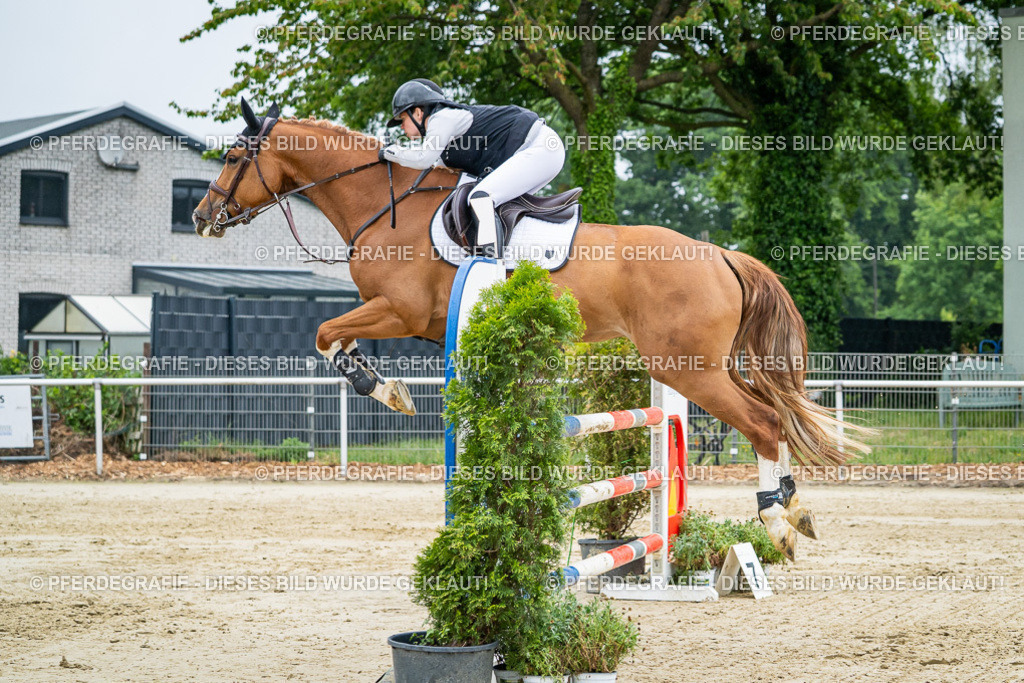 DSC02056 | Pferdegrafie