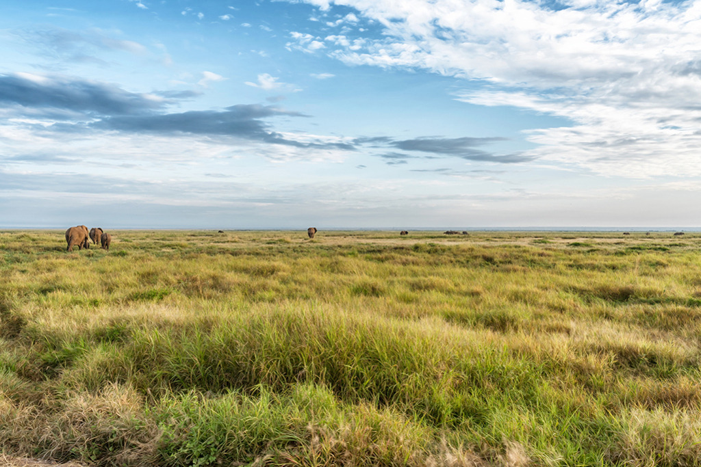 Elefanten in der endlosen Weite | Amboseli Kenia | Premium-Wandbild von justsomewhere.com: Mehrere afrikanische Elefanten ziehen durch die endlose, weitläufige Savannenebene des Amboseli-Nationalparks in Kenia unter einem großen, bewölkten Himmel. - Realisiert mit Pictrs.com