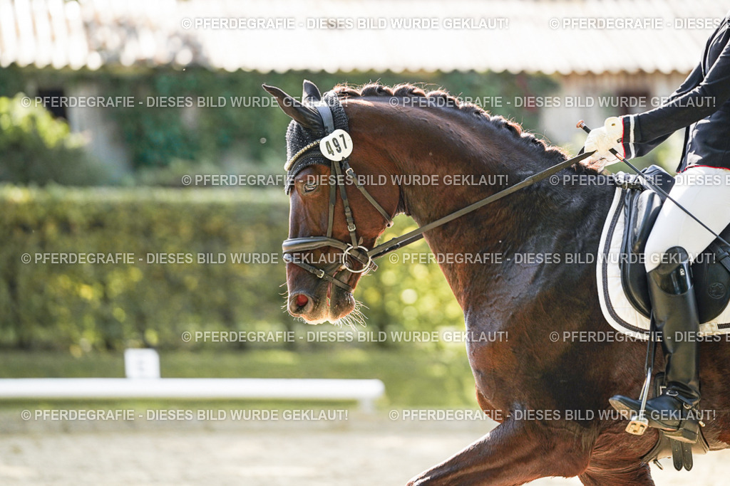 DSC08083 | Pferdegrafie