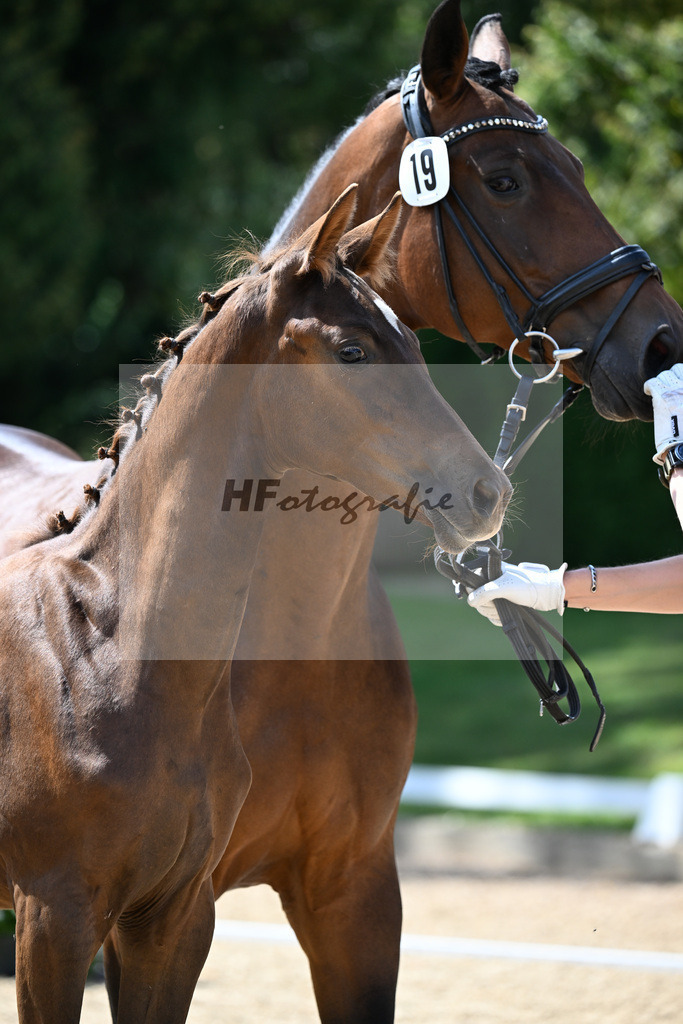 Kat-Nr. 19 Dream Boy x Lord Loxley I_SF_Schetter_29250626 | hf-fotografie - Realisiert mit Pictrs.com