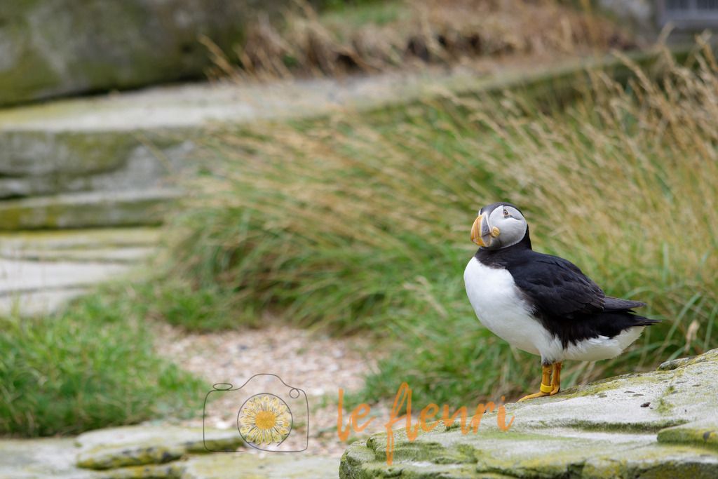 DSC_0279-NEF_DxO_DeepPRIME | Dies ist der Shop von Florian Blum - le fleuri. Langenthal, Bern, Schweiz. Sie können hier meine oder ihre eigenen Fotos als Fotoprodukte kaufen. Tassen, Schlüsselanhänger, Taschen etc. können Sie hier gestalten.  - Realisiert mit Pictrs.com