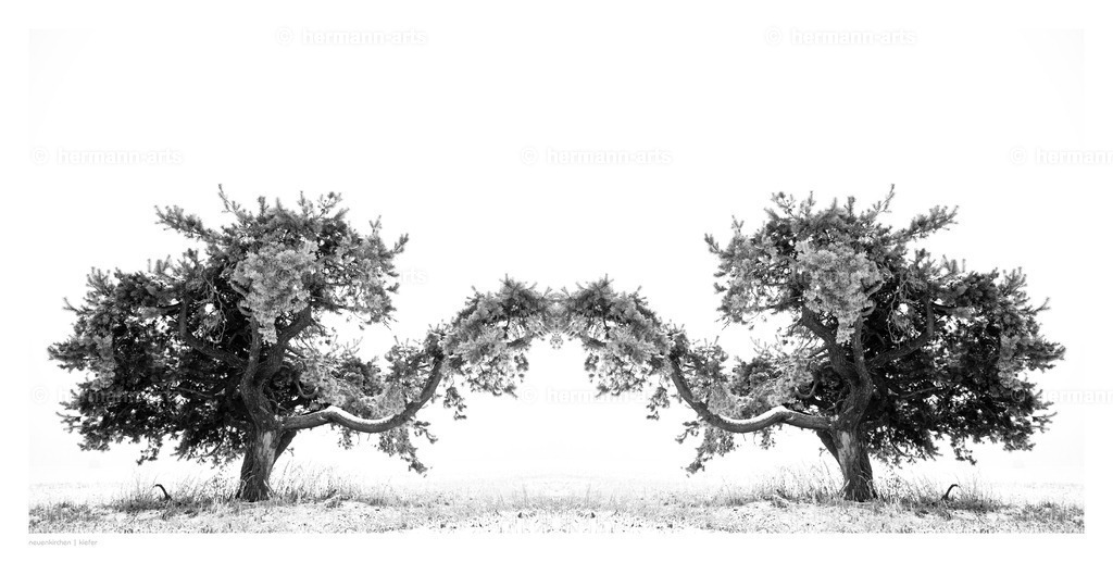 selbstbegegnung_10_03_24_einzeln50 | Photo Foto Kunst Art schwarzweiss Bilder Rheine Münster Berlin Blumen 