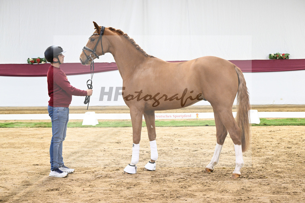 Kat-Nr. 57 Fanegro x Lord Loxley_Mathieu Beckmann_47252119 | hf-fotografie - Realisiert mit Pictrs.com